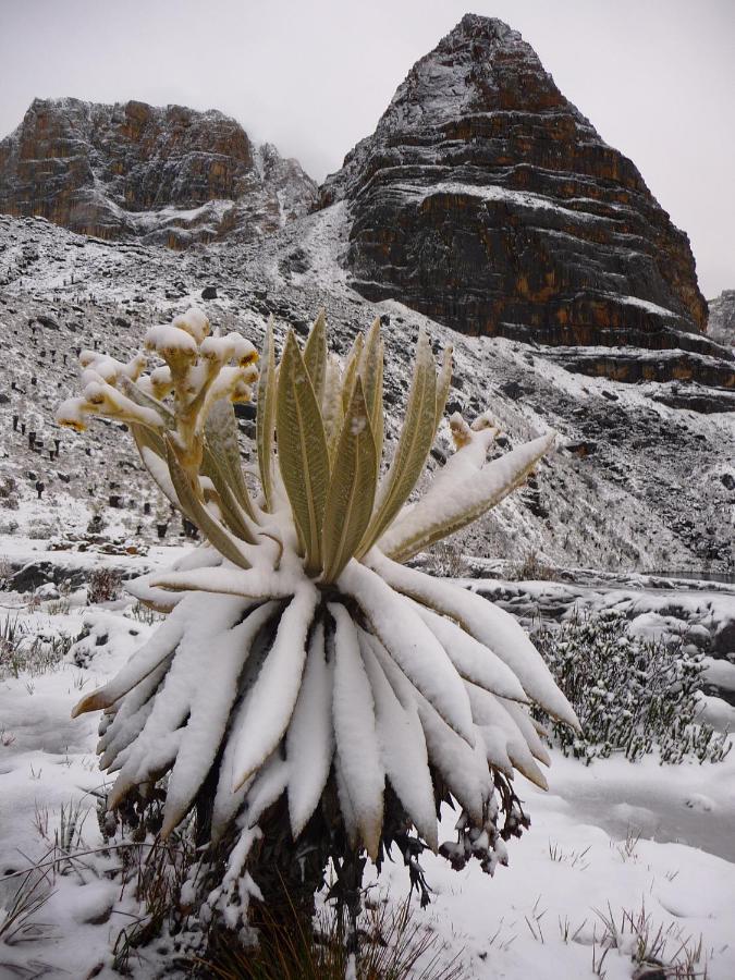 Hostal El Caminante El Cocuy Exteriér fotografie